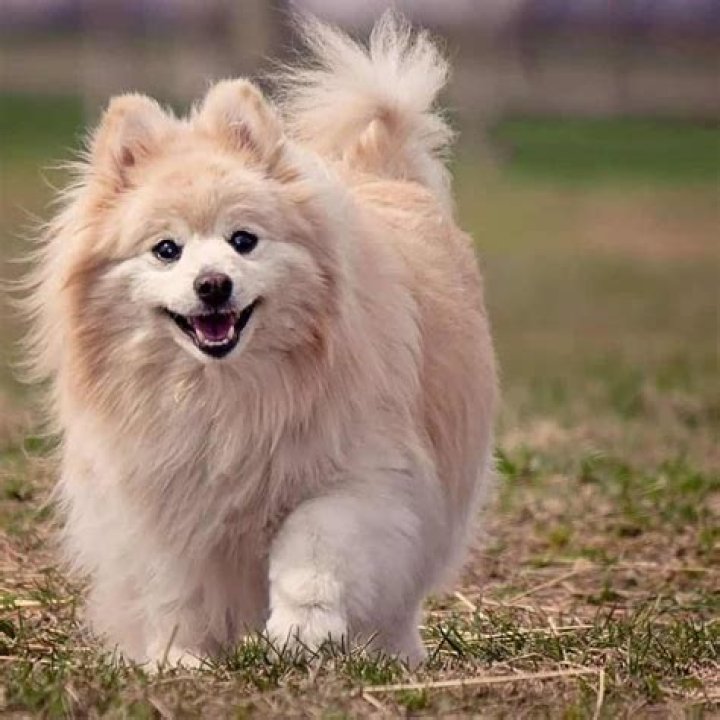 A Chow Chow Pomeranian Mix Dog
