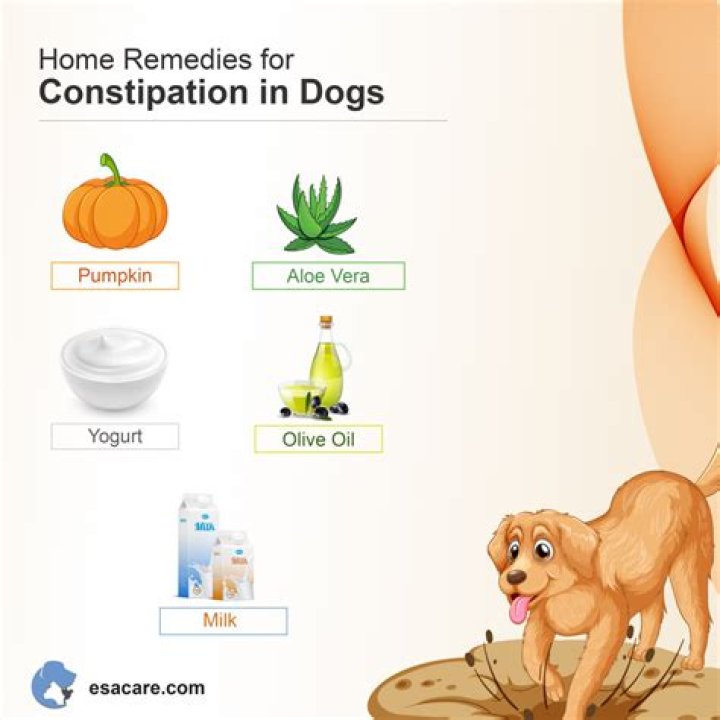 Can Flagyl Cause Constipation In Dogs