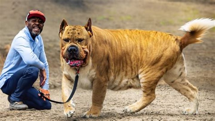 How Much Did The Fattest Dog Weigh