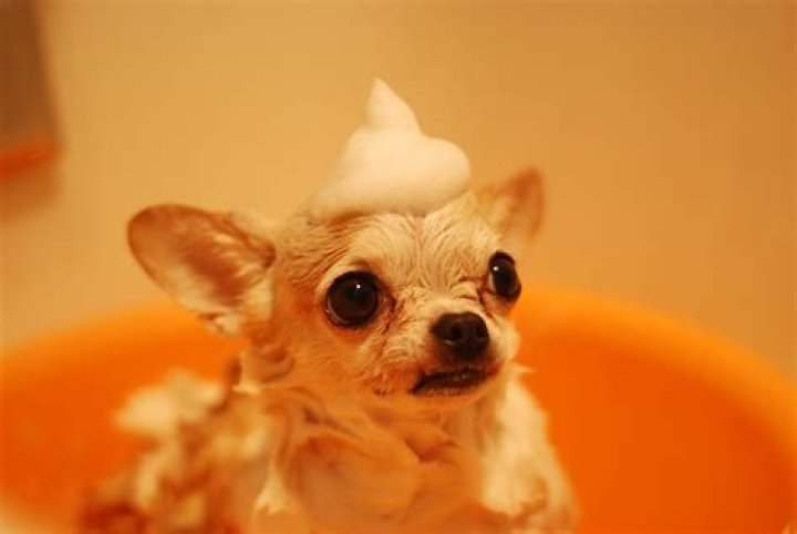 Is Xanthan Gum Bad For Dogs