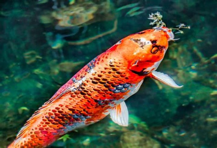Question: Are Koi Fish In The Ocean