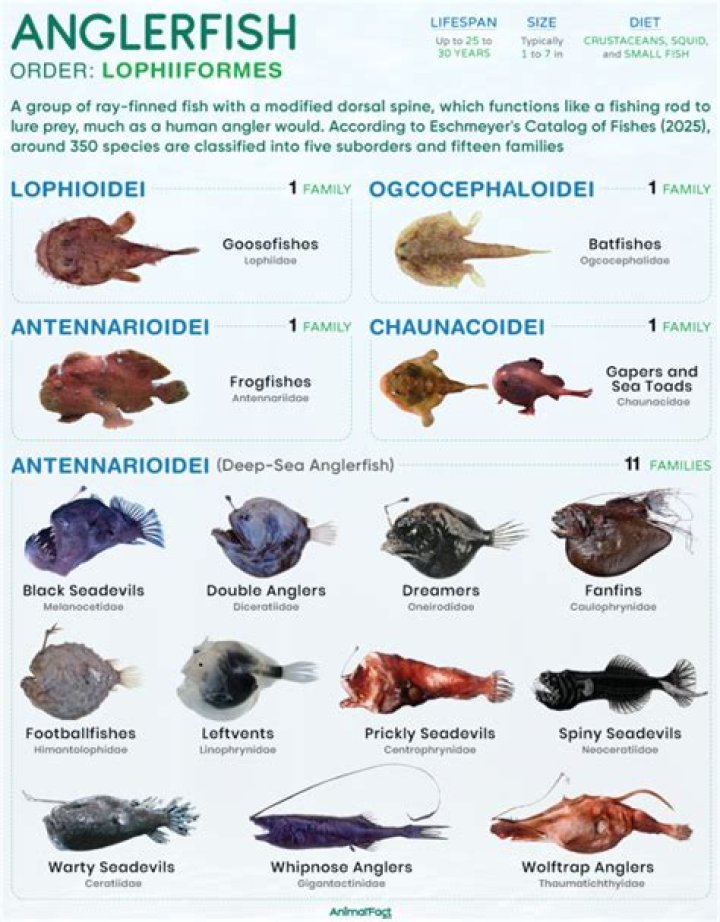Question: How Long Is A Angler Fish