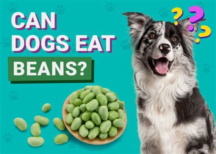 Quick Answer: Can Dogs Eat Beans And Rice