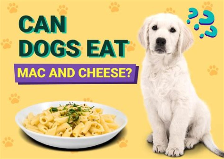 Quick Answer: Can Dogs Eat Mac And Cheese