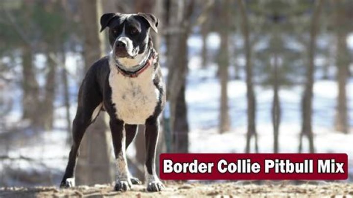 Quick Answer: Do Border Collie Pitbull Mix Makes A Good Dog
