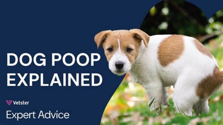Quick Answer: What Color Will A Dog Poop After Chicken And Rice