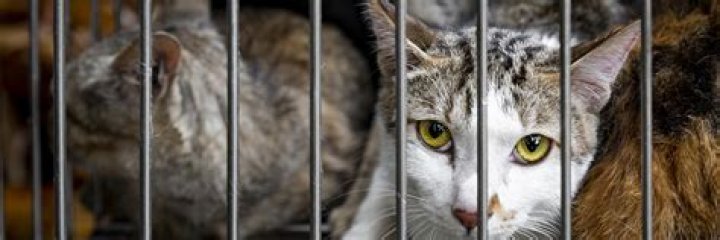 Quick Answer: What Does Dog And Cat Meat Look Like