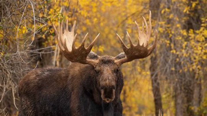 Quick Answer: What Is The Name Of The Moose In Frozen
