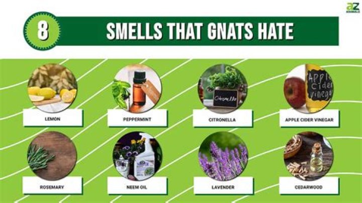 Quick Answer: What Smell Do Gnats Hate