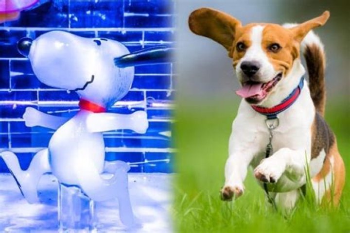 What Kind Of Dog Is Snoopy